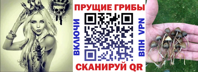 Псилоцибиновые грибы Cubensis Купить где Мамадыш